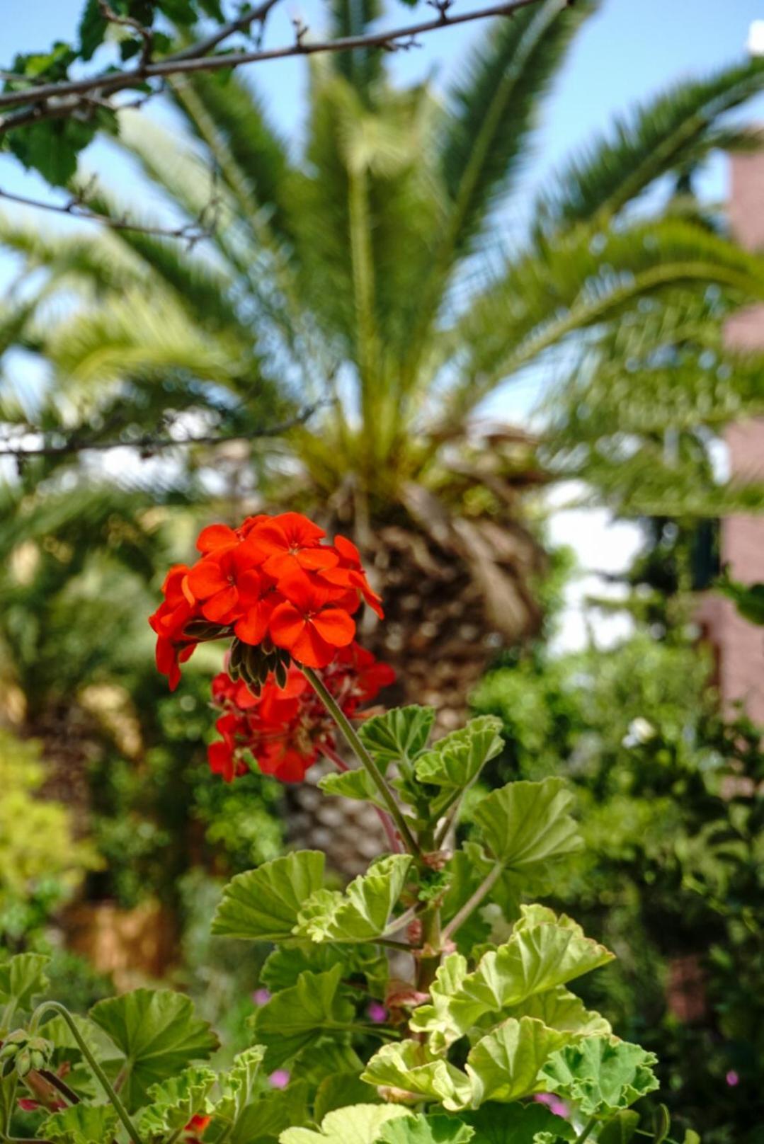Vagia Traditional, Aegina Island Ngoại thất bức ảnh